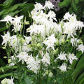 Columbine Seeds 100ct Crystal Star White Perennial Non-GMO Pollinator-Friendly Aquilegia spp.