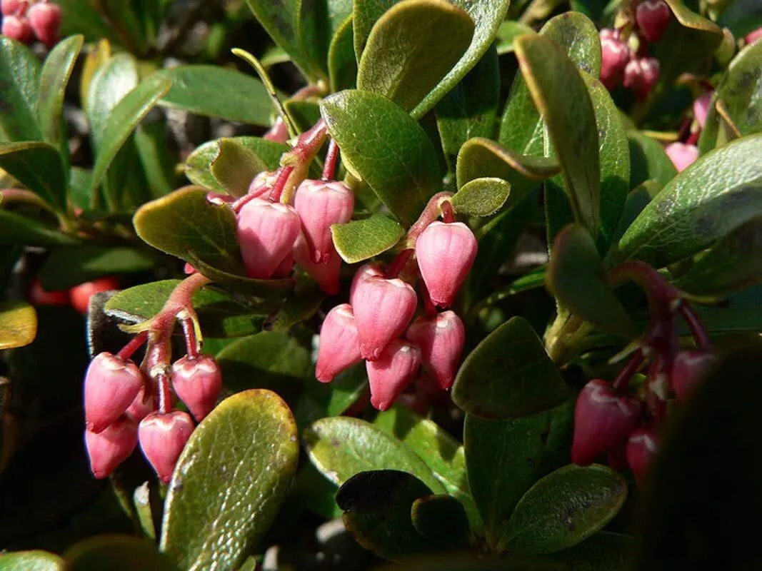Bearberry Seeds for Planting, 30 Seeds, Attractive Ground Cover, Arctostaphylos uva-ursi