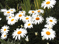 Daisy Seeds - 130 Seeds - Shasta Dwarf White Perennial - Leucanthemum × superbum - GroCo USA