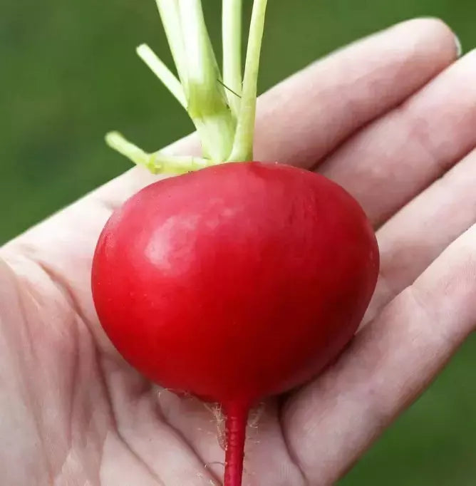 German Giant Radish Seeds - 100+ Heirloom Organic Non-GMO - Fresh Radish Seeds (Raphanus sativus)