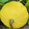 Yellow Paris Pumpkin Seeds | NON-GMO Heirloom | Fresh Garden Seeds | Cucurbita pepo