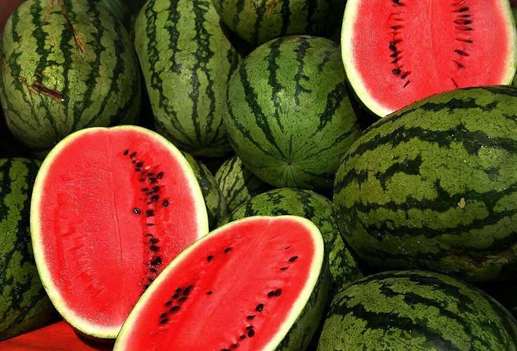 Kleckley's Sweet Watermelon Seeds - 50+ Heirloom, Large & Super Sweet - Fresh Watermelon Seeds (Citrullus lanatus)