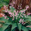 Pink Lily of the Valley Plants - 5 Live Pips - Fragrant Flowers - Convallaria 'Rosea'
