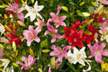Asiatic Lily Bulbs - 6 Fresh Easy-to-Grow Bulbs, Made in USA, Lilium asiatica