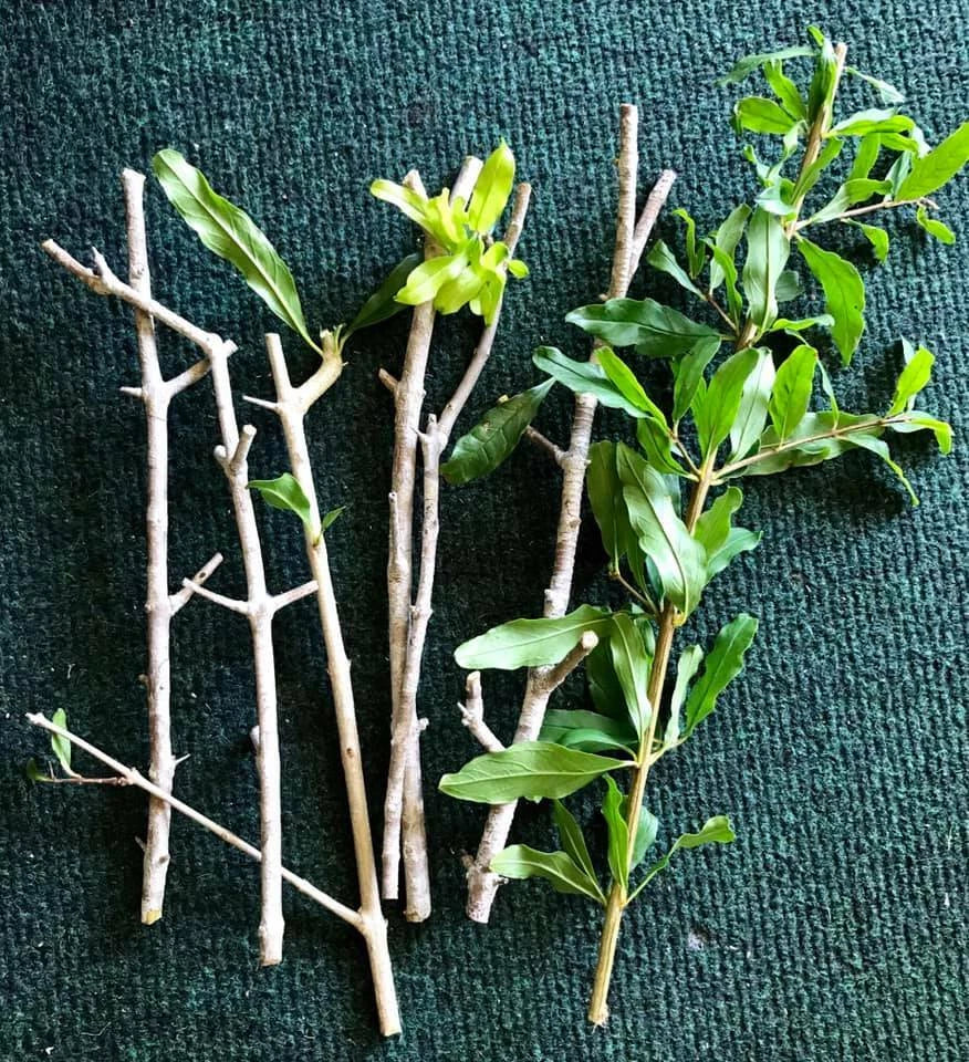 8 Organic Pomegranate Cuttings – Unrooted 9” Stems for Propagation – Punica granatum – Fruit Tree Starts – Heirloom Variety