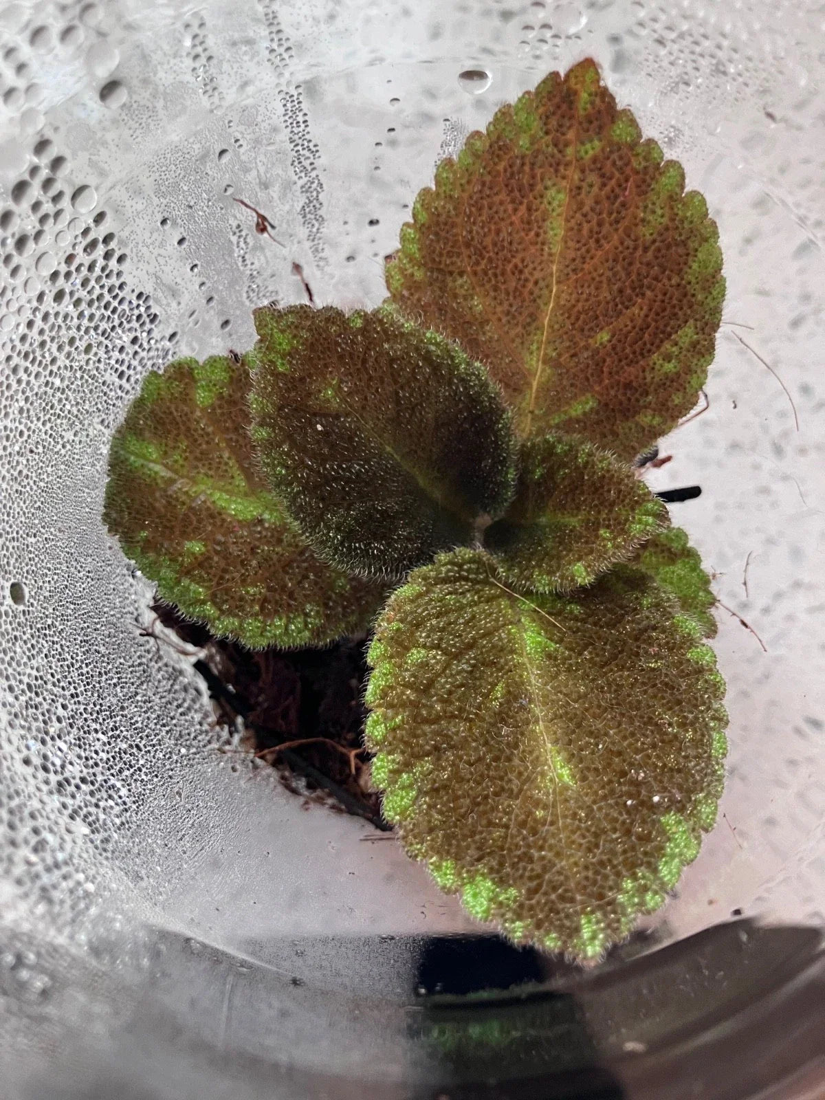 Episcia “Emerald Velvet” Flame Violet (Episcia cupreata) – Rare Fuzzy Foliage Starter Plant | Easy Indoor Houseplant