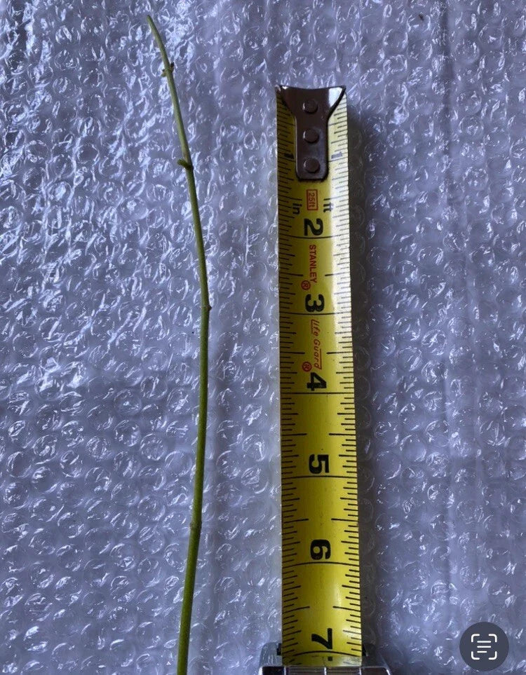 Jack The Bush (Chromolaena odorata) – 15 Fresh Cuttings, 5-Inch Stems – Medicinal Herb, Natural Healing Plant, No Soil or Roots