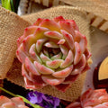 Echeveria ‘Little Beauty’ – Rare Live Succulent Plant – Easy Care Rosette – Bare Root Starter for Indoor or Outdoor Succulent Gardens