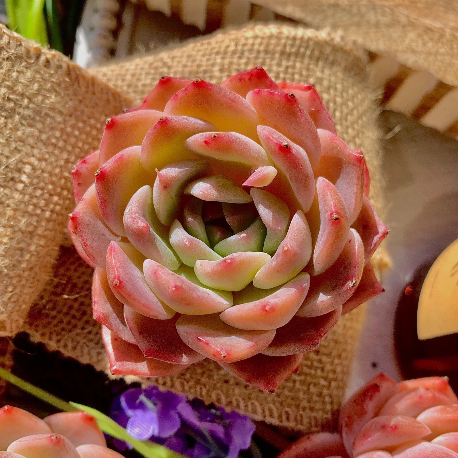 Echeveria ‘Little Beauty’ – Rare Live Succulent Plant – Easy Care Rosette – Bare Root Starter for Indoor or Outdoor Succulent Gardens