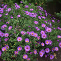 Aster ‘Wood’s Pink’ – Native Aster Live Starter Plant, Fall-Blooming Perennial, Compact Pollinator Plant for Borders & Gardens