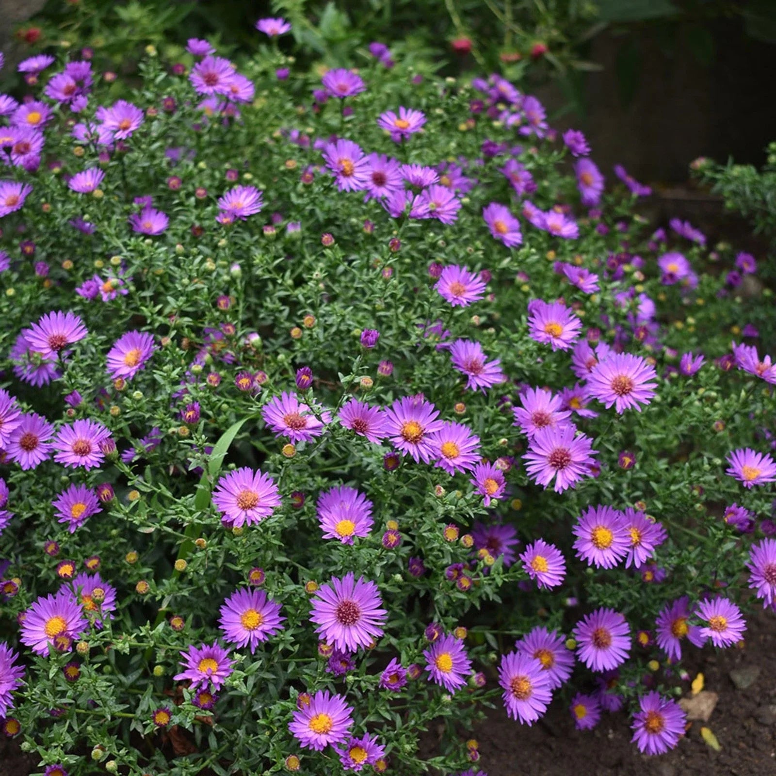 Aster ‘Wood’s Pink’ – Native Aster Live Starter Plant, Fall-Blooming Perennial, Compact Pollinator Plant for Borders & Gardens
