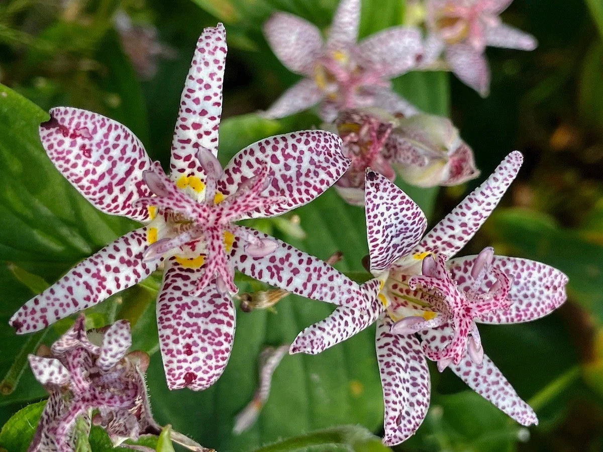 Tricyrtis ‘Sinonome’ Japanese Toad Lily – Live Shade Perennial Starter Plant | Rare Orchid-Like Fall Blooms