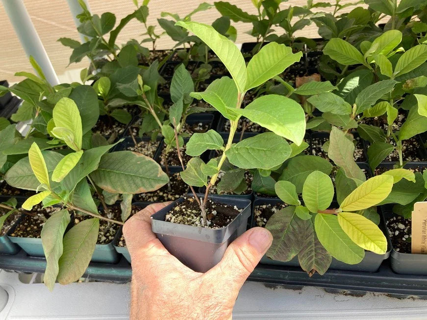 Peruvian White Guava Tree – Psidium guajava – Bare Root Starter Plant – Sweet Tropical Fruit – Rare White Guava – Self-Fertile Tree