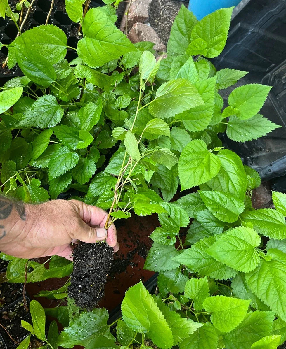 Red Mulberry Tree – Morus rubra – Bare Root Live Tree (Not Dwarf) – Native Fruit Tree for Wildlife, Shade & Sweet Berries