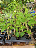 Dwarf Black Mulberry Live Plant – Organic Morus nigra Everbearing Tree, Well Rooted Fruit Plant for Pot or Garden, Sweet Berries