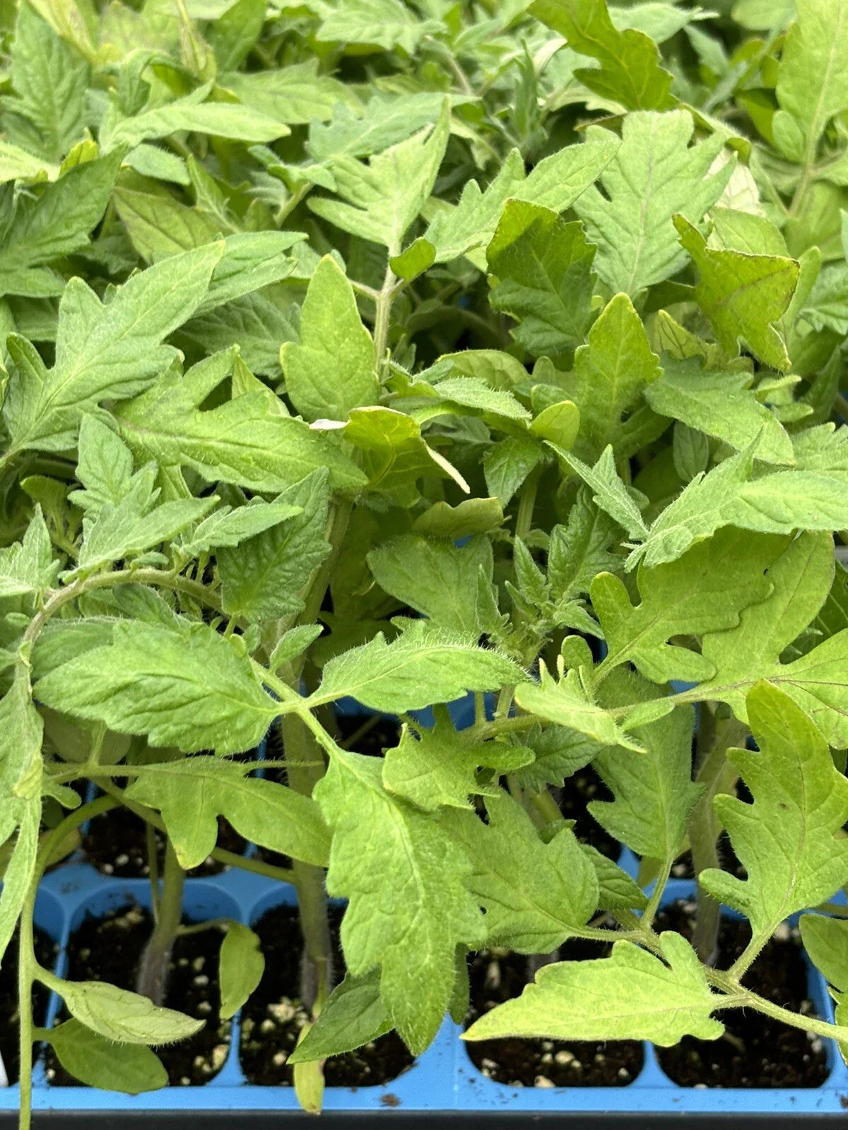 2 Goliath Tomato Live Plants (Solanum lycopersicum) 6–10" | Large Red Slicer | Heirloom Garden Vegetable Starter Plants