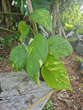 Giant Variegated Golden Pothos Plant 3.5" Pot 16" Climbing Hawaiian Style (Epipremnum aureum)