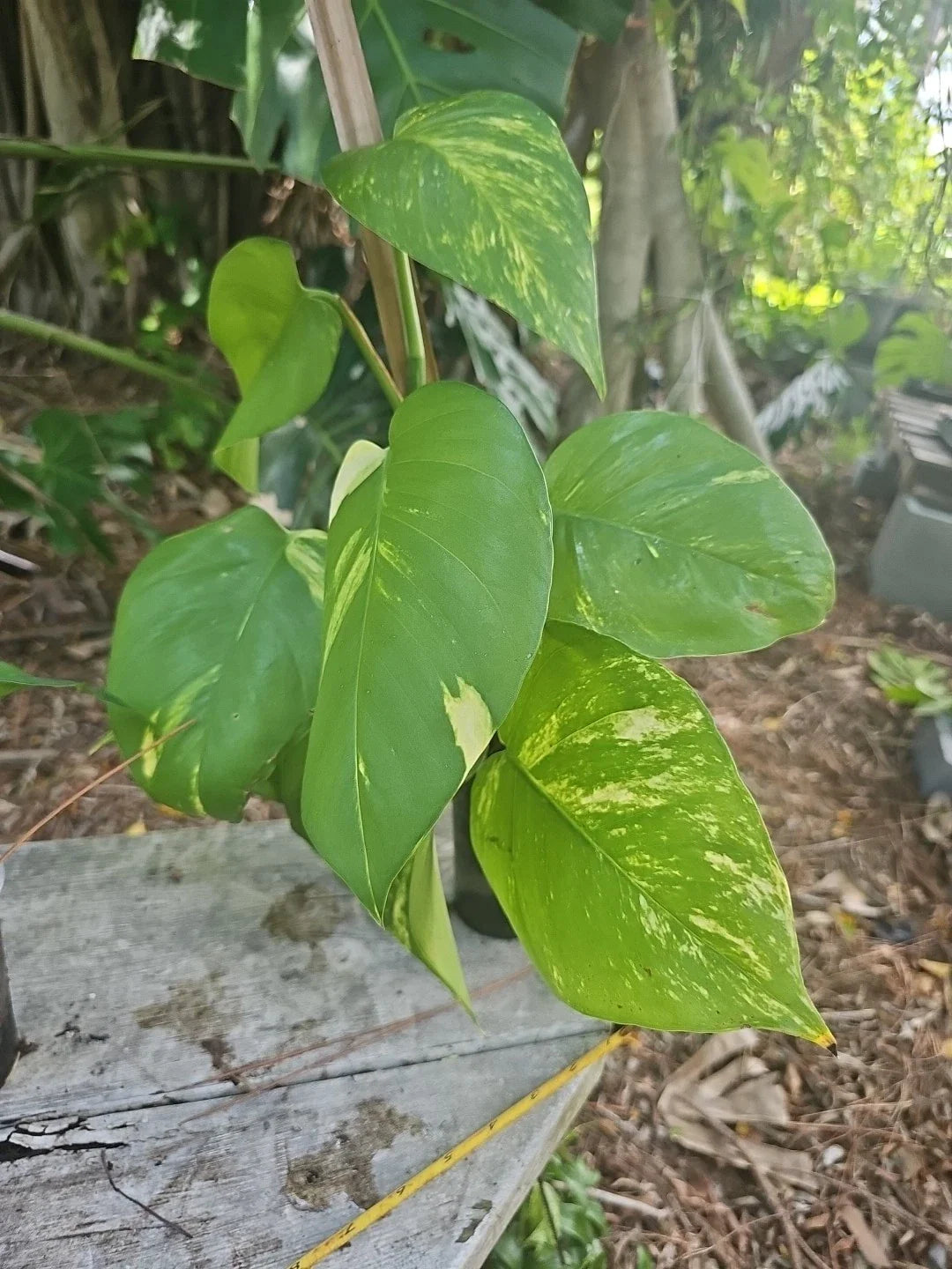 Giant Variegated Golden Pothos Plant 3.5" Pot 16" Climbing Hawaiian Style (Epipremnum aureum)