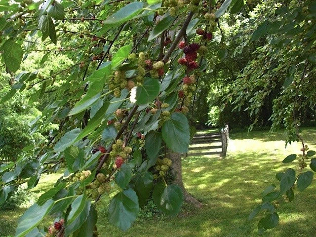 Red Mulberry Tree Cuttings Set of 12 Unrooted - Morus rubra - Ideal for Planting and Propagation
