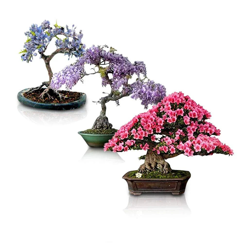 Flowering Bonsai Tree Seeds Bundle - 3 Varieties, Vibrant Colors, All Flowering, Indoor/Outdoor Gardening