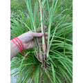 Organic Lemongrass Plant Stalks - 4 Live Rooted Cuttings - Cymbopogon citratus