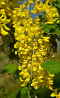 Golden Chain Tree Seeds - 50 Pack, Hardy, Fast Growing, Laburnum anagyroides