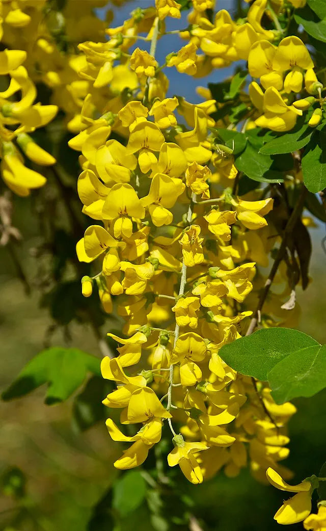 Golden Chain Tree Seeds - 50 Pack, Hardy, Fast Growing, Laburnum anagyroides