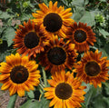 Sunflower Seeds | Tall Sunset Shades | Helianthus | Earthwalker 2025