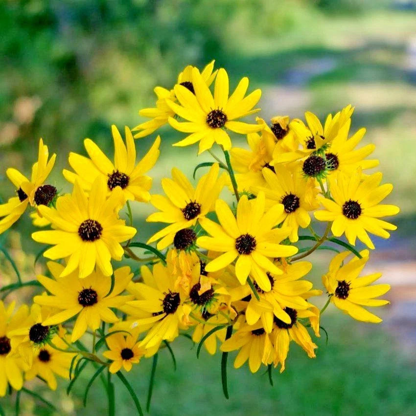 Swamp Sunflower Seeds - 100+ Perennial Native Wildflower for Poor Soils - Heat & Cold Tolerant (Helianthus angustifolius)