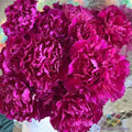 Southern Pink Carnation Seeds - 200+ Pack for Garden Planting - Dianthus caryophyllus - USA Grown, Free Shipping