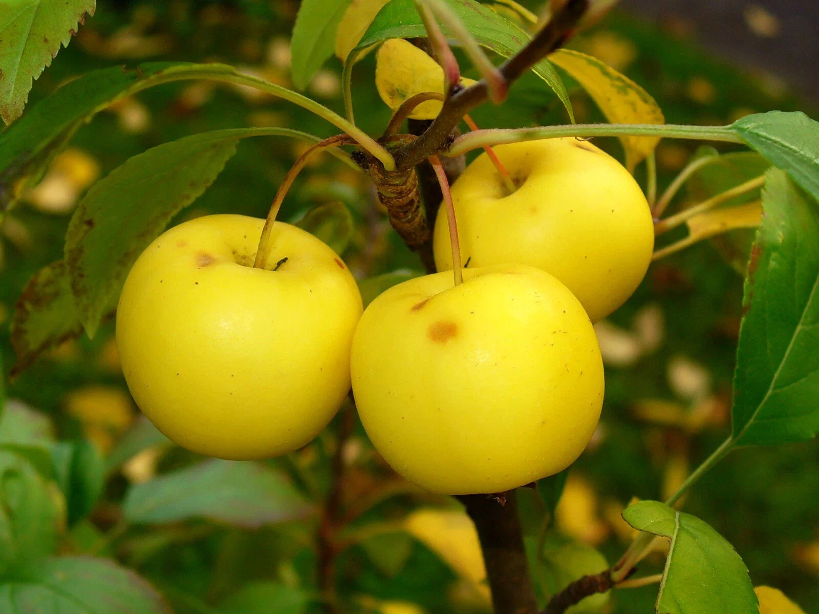 European French Crab Apple Seeds - Malus sylvestris - 30 Pack - Heirloom Fruit Tree Seeds for Home Gardens