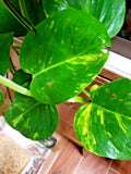 Epipremnum Money Plant Cuttings - 4 Rooted Live Plants, Low Light Houseplant, 6-10 Inch Vining Stem, Devil's Ivy