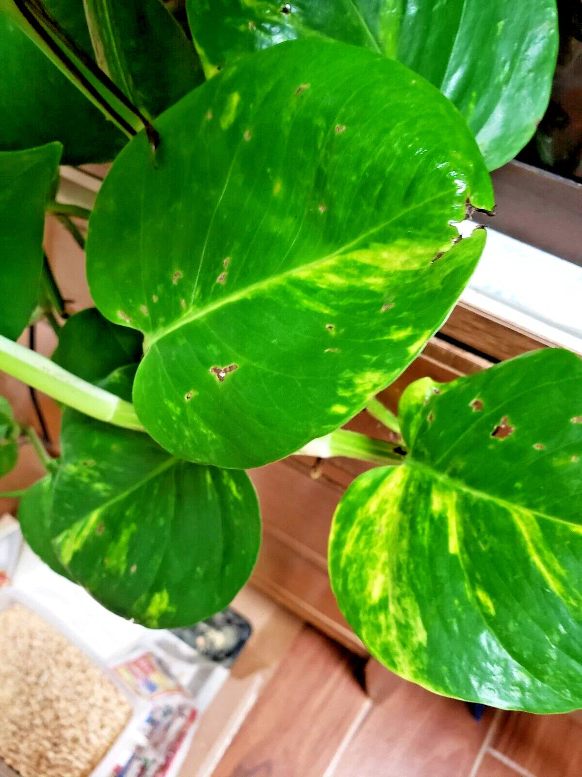 Epipremnum Money Plant Cuttings - 4 Rooted Live Plants, Low Light Houseplant, 6-10 Inch Vining Stem, Devil's Ivy