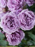 Unrooted Cuttings 3 Fresh Arborose® Quicksilver Climbing Rose 6” Long Rosa 'Quicksilver'