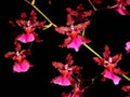 Oncidium Sharry Baby 'Red Fantasy' Orchid Plant 2.5" Pot