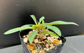 Euphorbia gottlebei Succulent - Rare Well-Rooted Plant in 2" Pot - Unique Succulent Variety