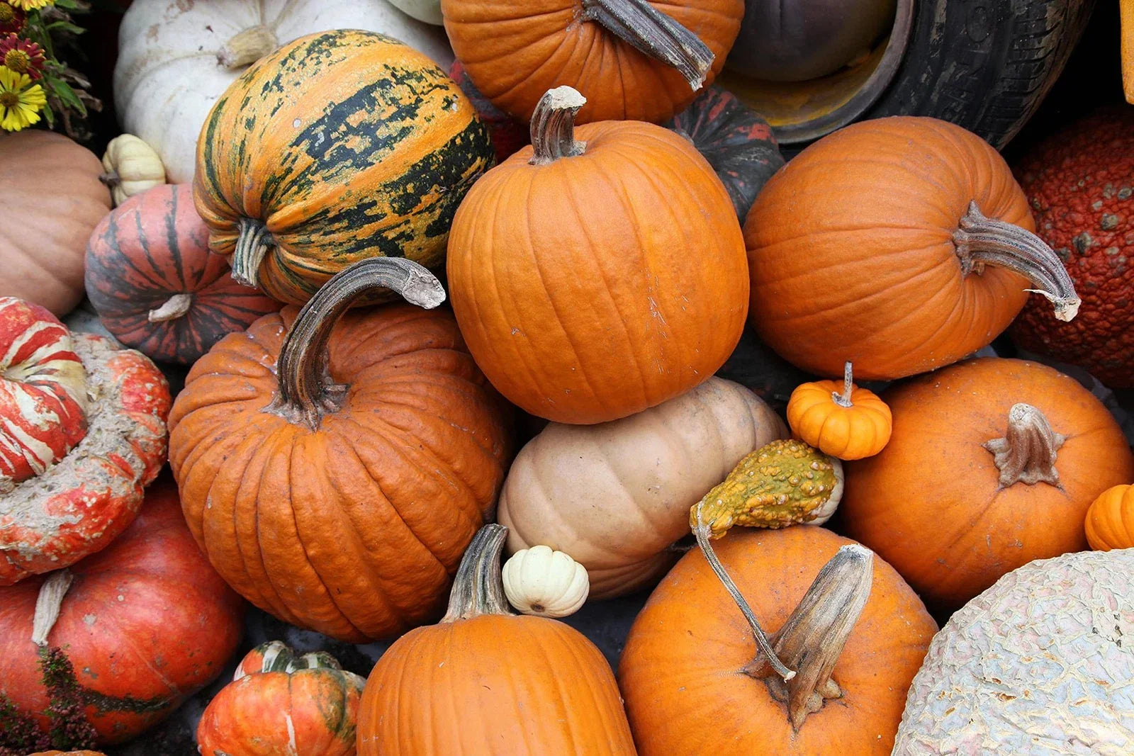Pumpkin Patch Seeds Kit - 30 Seeds - Grow Pumpkins (Cucurbita pepo) for Profit and Gourds