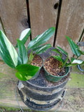 Variegated Monstera Standleyana Potted Plant - Fully Rooted in 3.2 Inch Pot - Unique Houseplant Decor