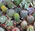 Mixed Cactus Seeds 25+ Variety Succulent Seeds | USA Free Shipping