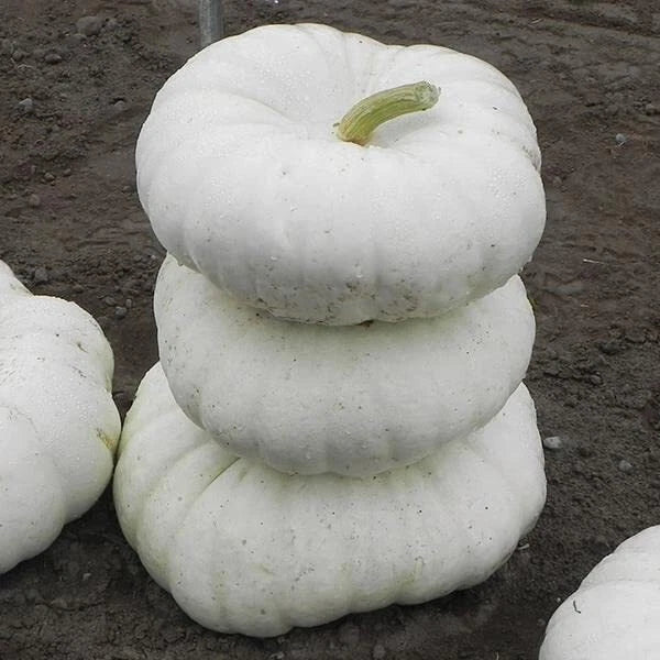 White Flat Stacker Pumpkin Seeds for Planting, 10 Seeds, Cucurbita pepo, Heirloom Variety, Organic Garden Seeds