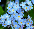 Forget Me Not Seeds - 400+ Pack - Woodland Wildflower with Blue Blooms - Myosotis spp. - Spring/Summer Sun/Shade