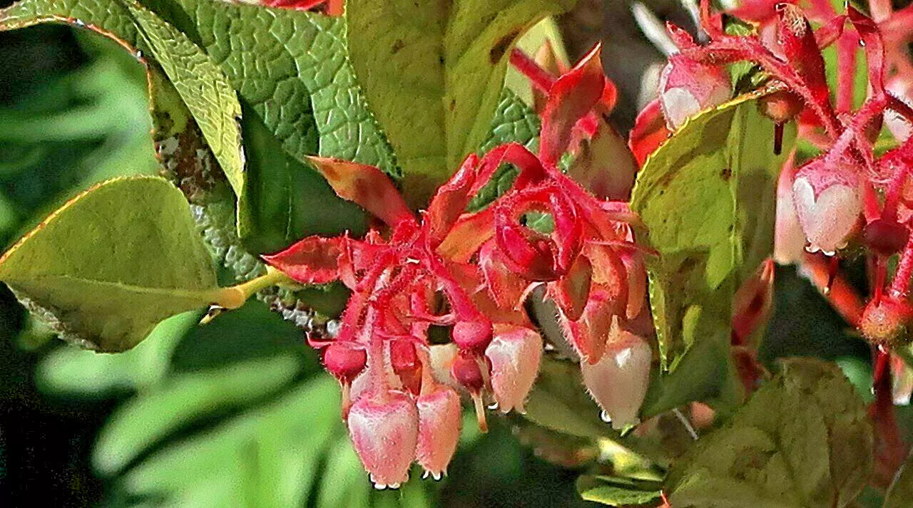 Salal Seeds 1001 Count, Gaultheria shallon, Hardy Evergreen Shrub, Edible Berries, Native Plant Gardening