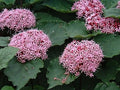 Clerodendrum Cuttings with Roots - Pink Flower - 3 Count - Ready to Plant