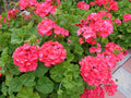 Hardy Geranium Cuttings 5 x 6" Fragrant Red Orange Flowers (Pelargonium)