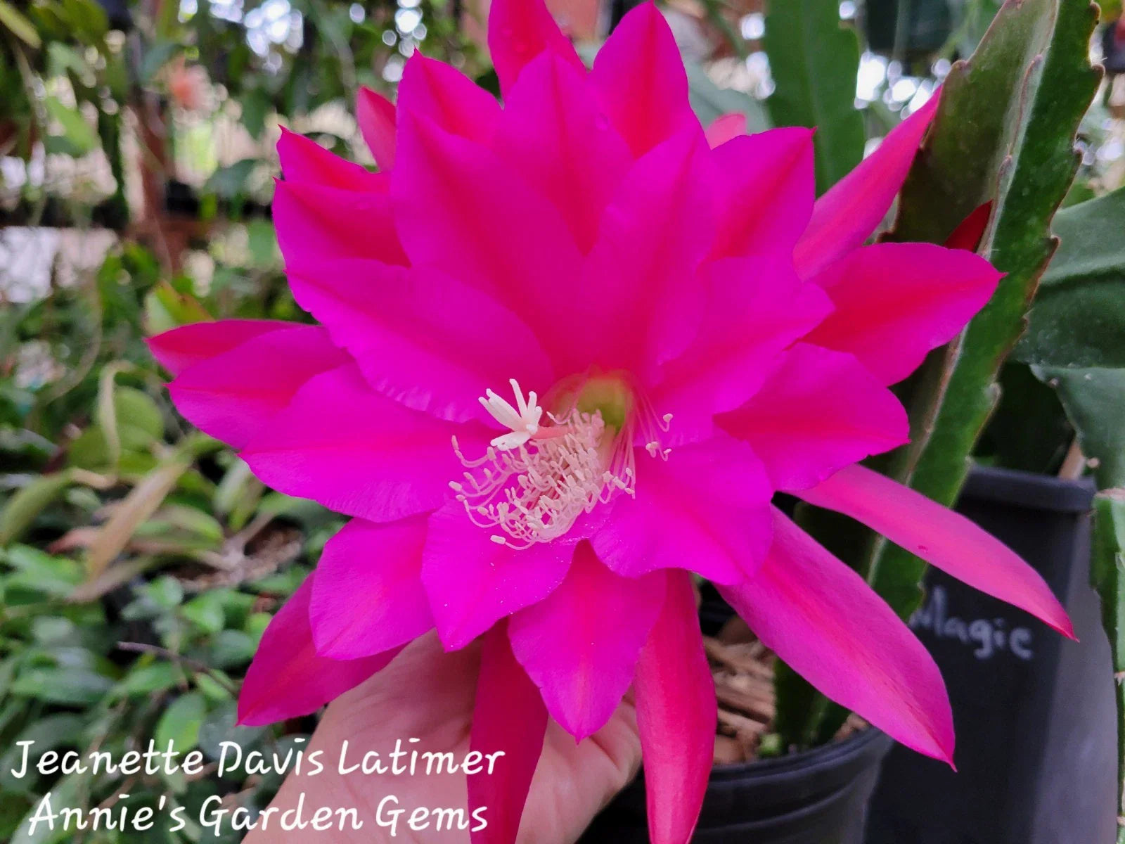 Epiphyllum Cuttings 8-10" Jeanette Davis Latimer Unrooted Epiphyllum oxypetalum