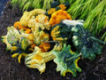 Exotic Mix Gourd Seeds - Fresh Seed for Planting - Unique Varieties for Home Gardens - Cucurbita pepo