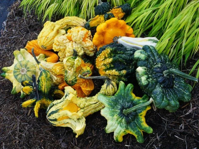 Exotic Mix Gourd Seeds - Fresh Seed for Planting - Unique Varieties for Home Gardens - Cucurbita pepo