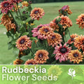 Rudbeckia Seeds - Sahara Summer Hues - 125+ Annual Flower Seeds for Garden