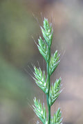 Italian Rye Grass Seeds - 1 lb - Fast Germination, High-Quality Turf - Lolium multiflorum