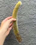 Monkey Tail Cactus Cutting - 6-8" Fuzzy Rare Cactus - Hildewintera - Bare Root Plant